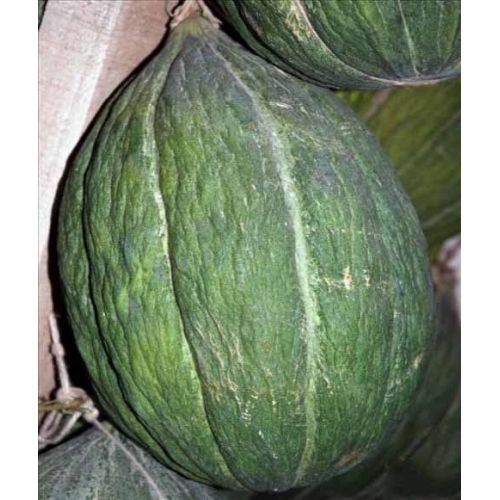 Kavun Kırkağaç Kg