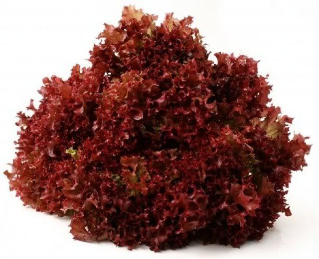 Lolorosa Akdeniz Salata Tane